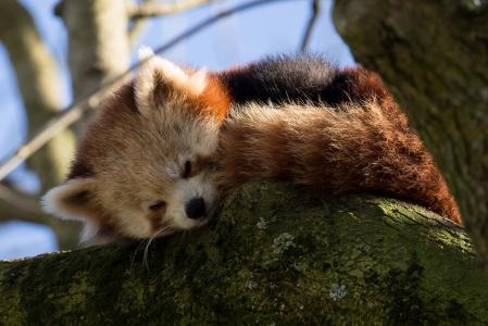 睡在树全高清壁纸和背景的红熊猫
