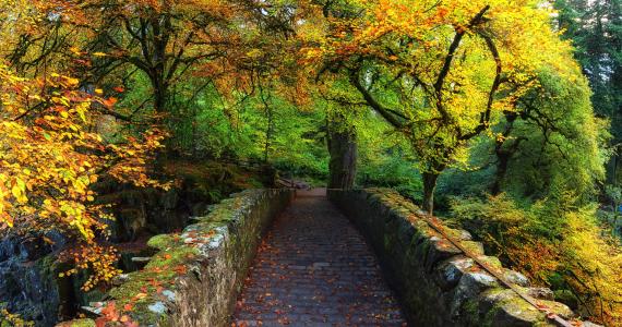 秋季森林路径4k超高清壁纸和背景图像