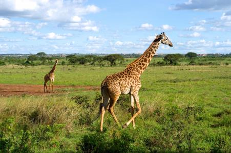 长颈鹿在内罗毕国家公园,肯尼亚全高清壁纸和背景
