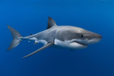鲨鱼5k视网膜超高清壁纸和背景