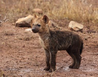 鬣狗幼崽全高清壁纸和背景