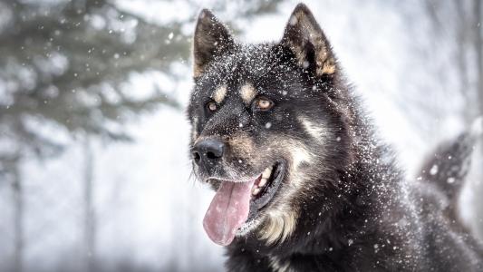 西伯利亚雪橇犬5k视网膜超高清壁纸和背景
