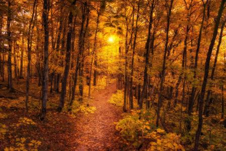 日落在秋天森林全高清壁纸和背景