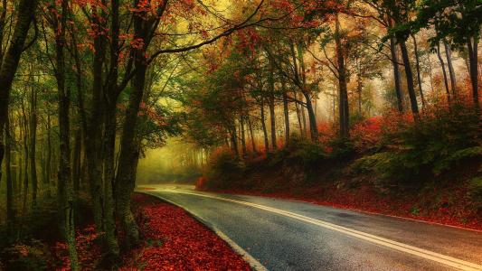 道路在秋季全高清壁纸和背景图像