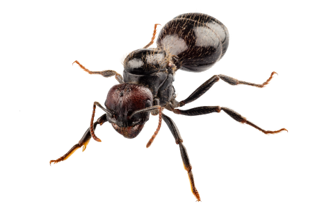 蚂蚁5k视网膜超高清壁纸和背景