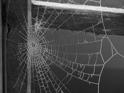 蜘蛛网壁纸和背景