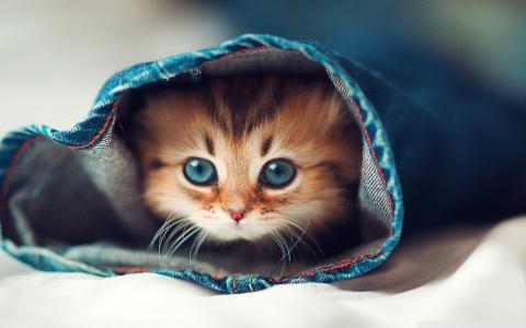Cat Full HD Wallpaper and Background 