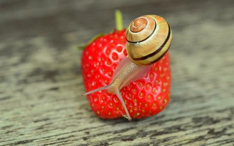 蜗牛吃草莓全高清壁纸和背景