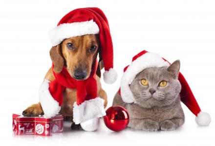 腊肠犬和猫圣诞节5k视网膜超高清壁纸和背景图像
