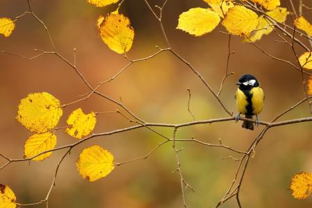 鸟在秋天树全高清壁纸和背景