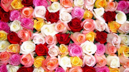 五颜六色的玫瑰全高清壁纸和背景