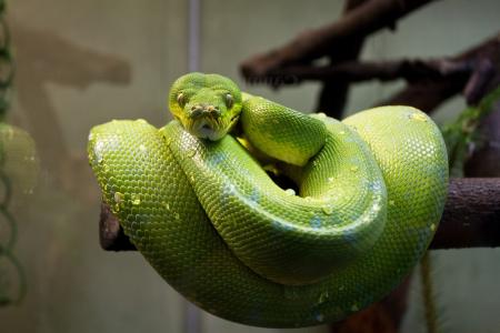 大绿色树Python,莫雷利亚viridis全高清壁纸和背景