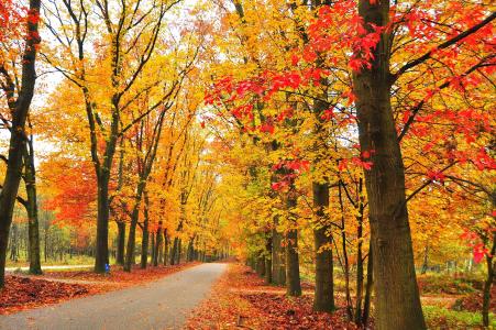 秋季道路全高清壁纸和背景图像