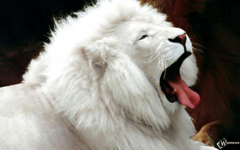 白狮子全高清壁纸和背景