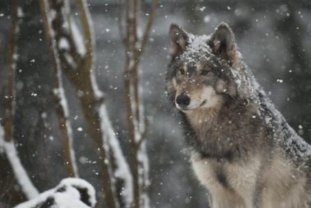狼在暴风雪全高清壁纸和背景