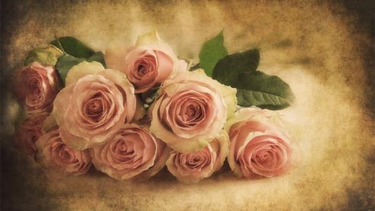 复古软粉红玫瑰壁纸和背景
