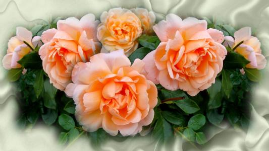 桃色玫瑰全高清壁纸和背景