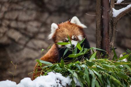 红熊猫芝加哥动物园5k视网膜超高清壁纸和背景