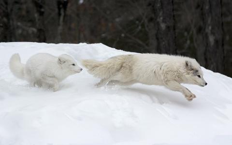 加拿大北极狐全高清壁纸和背景