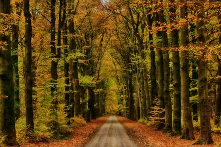 高大的秋天树全高清壁纸和背景图像排列的路