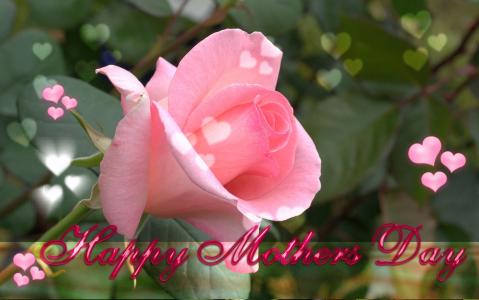 一个粉红色的玫瑰为母亲节全高清壁纸和背景图像