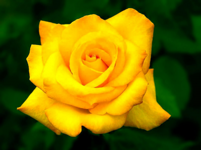 明亮的黄色玫瑰全高清壁纸和背景图像