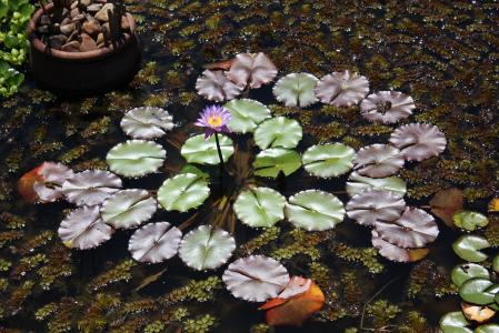 睡莲垫和花园里的一朵花全池高清壁纸和背景图像