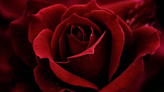 红玫瑰全高清壁纸和背景