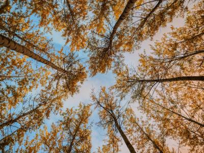 高高的秋季树木5k视网膜超高清壁纸和背景图像