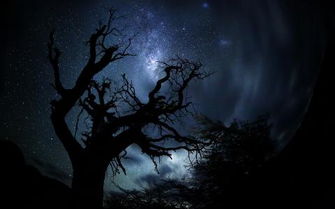 繁星之夜壁纸和背景图像上的树剪影