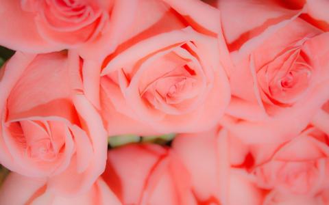 粉红玫瑰全高清壁纸和背景