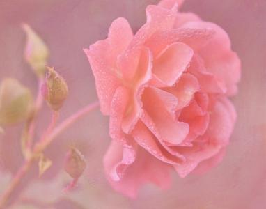湿粉红玫瑰全高清壁纸和背景图像