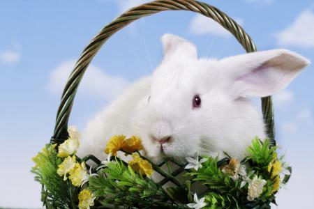 复活节兔子在篮子4k超高清壁纸和背景图像