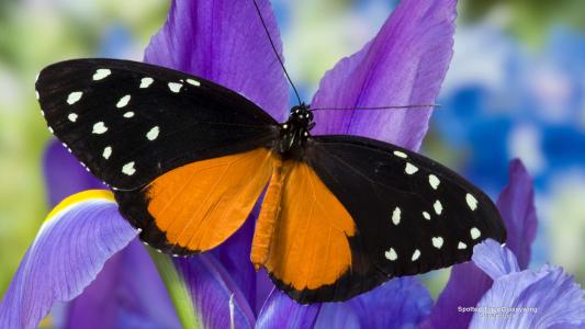 在紫色虹膜全高清壁纸和背景上发现老虎Glassywing蝴蝶
