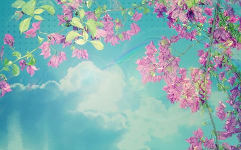 粉红色的花朵,对蓝蓝的天空全高清壁纸和背景