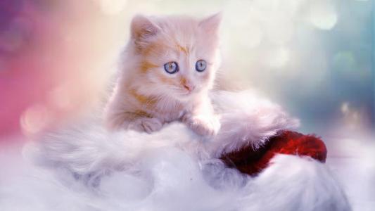 小猫与圣诞袜全高清壁纸和背景