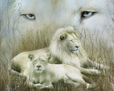 白狮子壁纸和背景