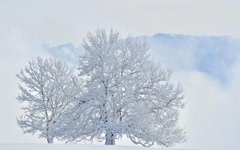 冬季树全高清壁纸和背景图像