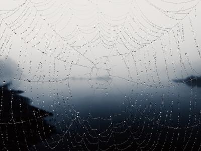 蜘蛛网全高清壁纸和背景