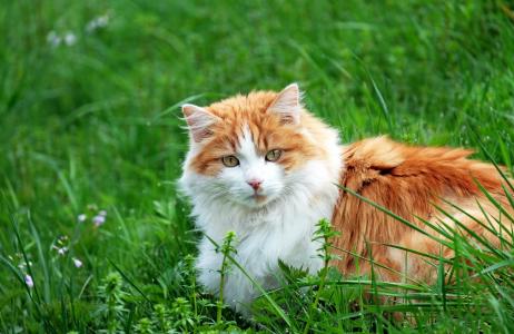 姜和白色的猫在草全高清壁纸和背景
