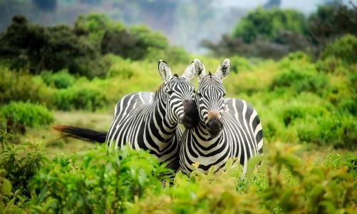 肯尼亚野生斑马非洲全高清壁纸和背景