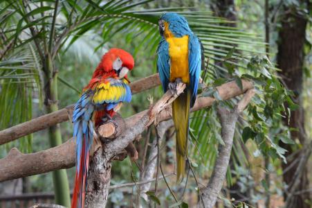 在澳大利亚动物园全高清壁纸和背景的两个金刚鹦鹉