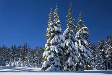 冬季森林全高清壁纸和背景