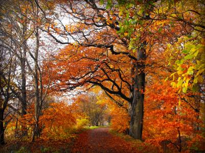 在秋天公园全高清壁纸和背景图像的路径