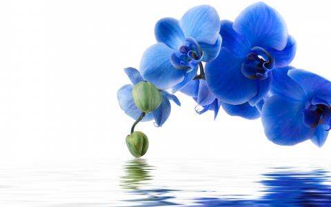 蓝色兰花反射全高清壁纸和背景图像