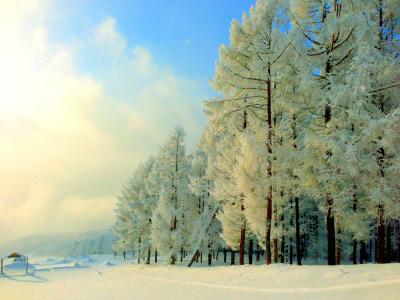 在冬季公园全高清壁纸和背景的雪覆盖的树木
