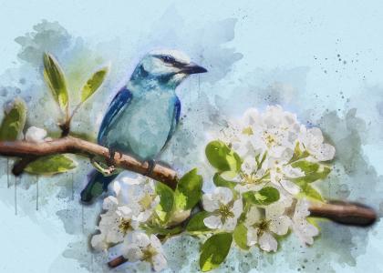 在树枝上的蓝鸟全高清壁纸和背景