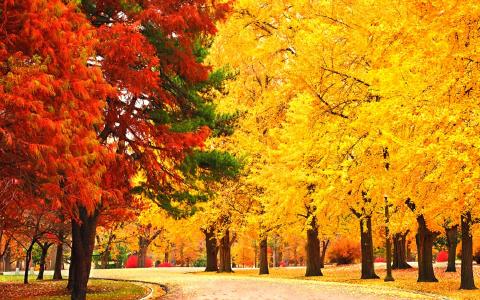 秋天的树木全高清壁纸和背景