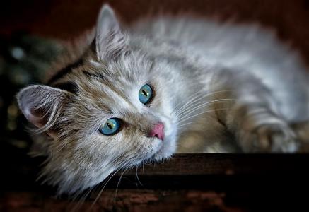 蓝眼睛的猫全高清壁纸和背景