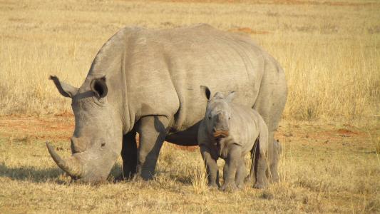 母亲犀牛与幼崽在非洲4k超高清壁纸和背景